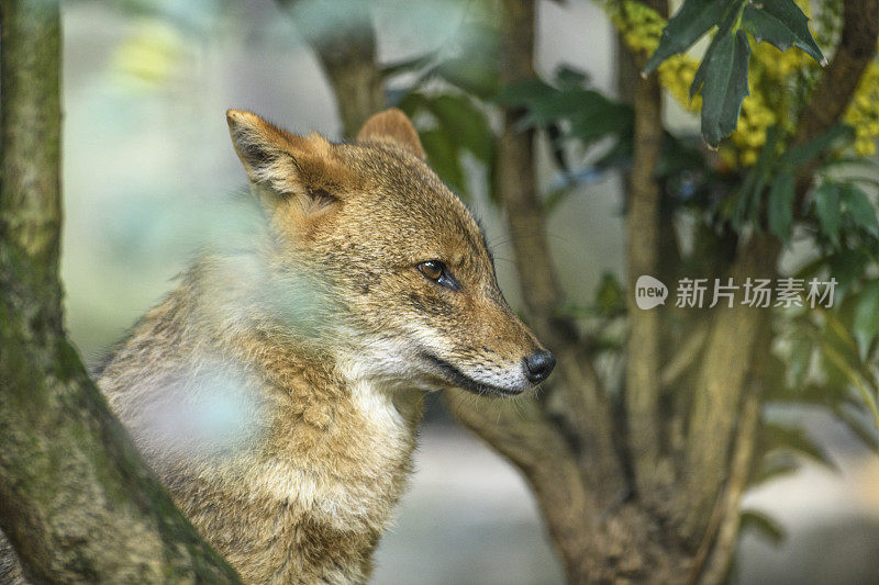 金豺(Canis aureus)特写肖像